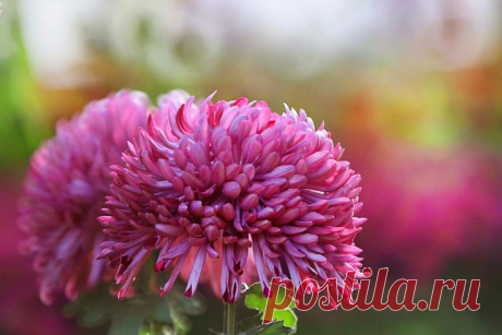 Chrysanthemum Wallpaper Hd Download B4