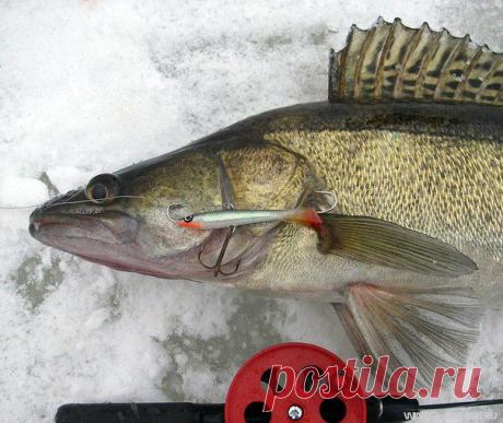 Ловля судака н / Богатая добыча
