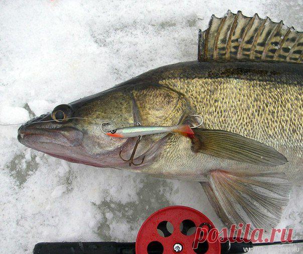 Ловля судака н / Богатая добыча