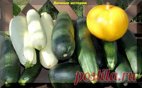 Обильный урожай кабачков даже у начинающих: нюансы выращивания и возможные проблемы | Дачные истории | Дзен