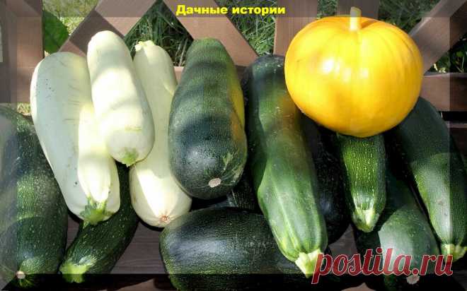 Обильный урожай кабачков даже у начинающих: нюансы выращивания и возможные проблемы | Дачные истории | Дзен
