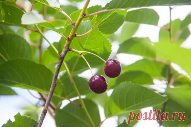 Вишня мстит за плохих соседей: эти культуры никогда не будут плодоносить рядом с ней. Вишня демонстрирует удивительную чувствительность к нежелательному соседству, реагируя снижением урожайности.