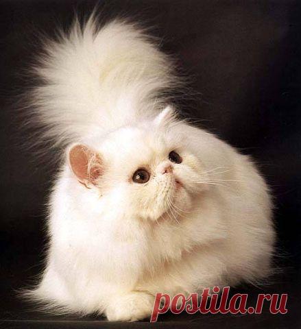 (51) Одноклассники