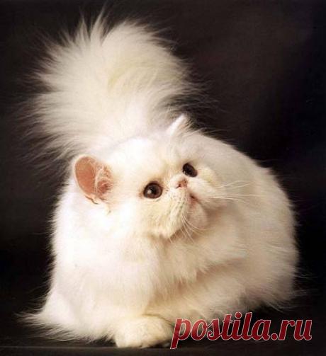 (51) Одноклассники