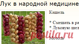 Лук в народной медицине: Дневник группы «Рецепты красоты, рецепты оздоровления»: Группы - женская социальная сеть myJulia.ru