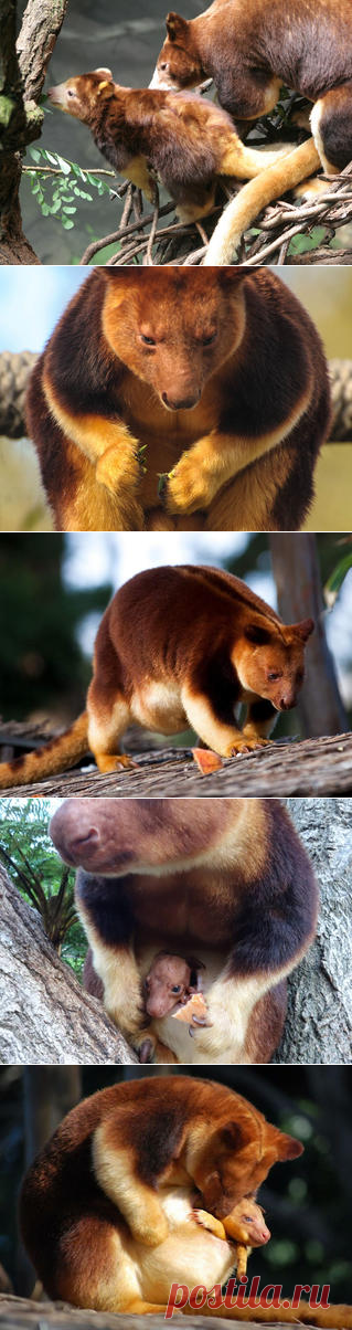 Смотреть изображения валлаби | Зооляндия