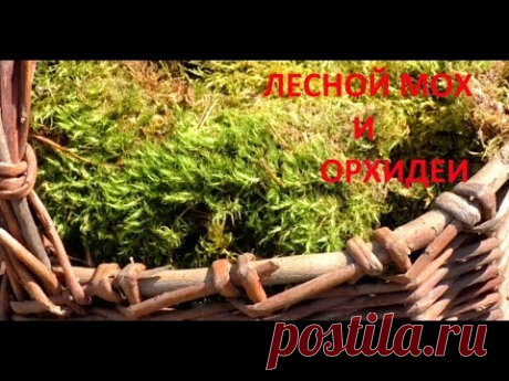 Лесной мох для орхидей.  Реакция растений.  Ответы на вопросы.