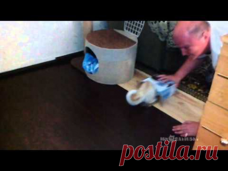 Self-packing cats / Самоупаковывающиеся коты - YouTube