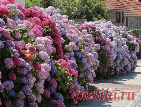 Гортензии цветут...Кому нравится,ставьте класс!
&quot;Написано жизнью&quot;... ♥