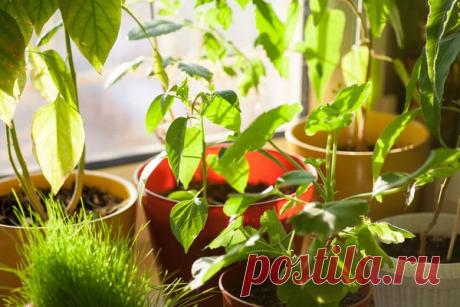 Где разбить домашний огород: подборка идей / домашний огород / 7dach.ru