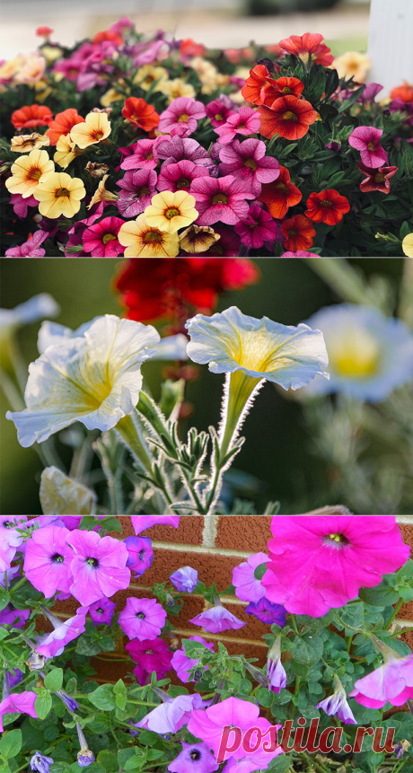 Как вырастить петунию из семян в домашних условиях