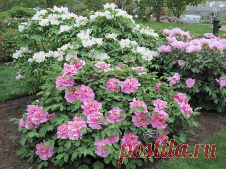 Пионы: советы по посадке и уходу для пышного цветения