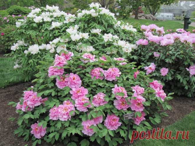 Пионы: советы по посадке и уходу для пышного цветения