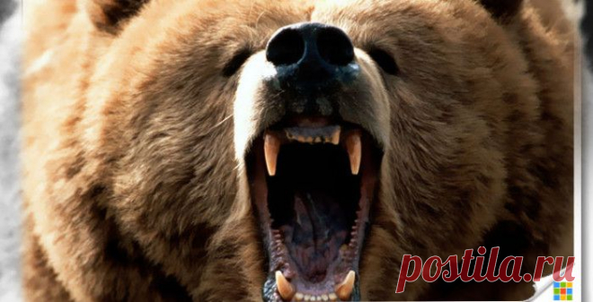 Хью Гласс: невероятная история выживания