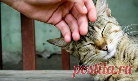 Погладь кота! Всё остальное - суета!