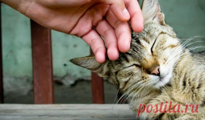 Погладь кота! Всё остальное - суета!