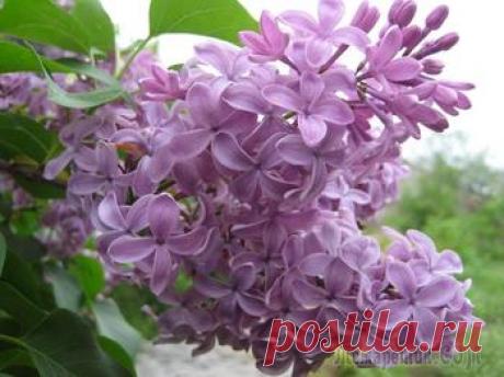 Выращивание патиссонов: секреты богатого урожая