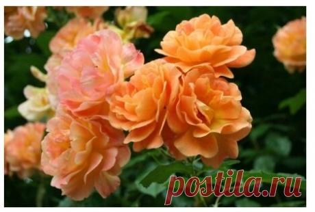 4 сорта роз, которые переживут самую суровую зиму. | Мой Цветовод | Яндекс Дзен