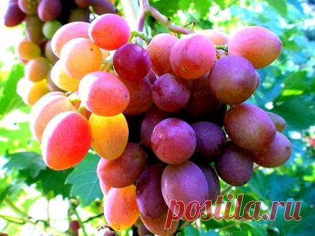 Виноград - посадка и уход, сорта винограда с фото