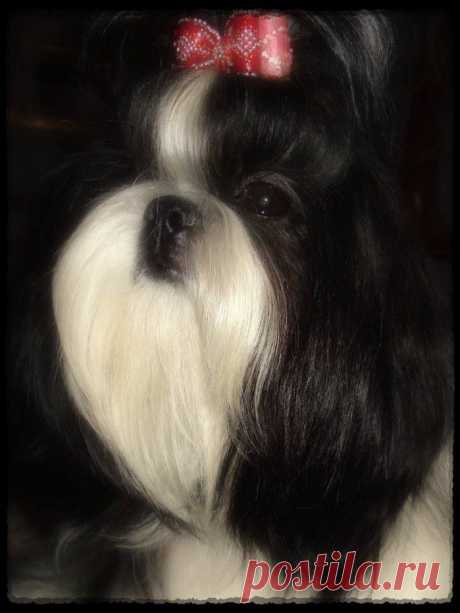 06/12/2014, Россия, Владимир 
Региональная выставка собак &quot;Рождественские Встречи 2014&quot;
 Эксперт Белкин А.С. 
 Аква Марина - CW, ЮCAC, ЛЮ!!! 
Закрыла титул ЮНЫЙ ЧЕМПИОН РОССИИ!!! 
(HASHANAH COOL SHOT х ЧЕСВЕТ ЛАЙН ЯСМИНА)