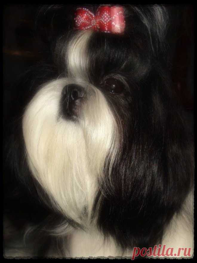 06/12/2014, Россия, Владимир 
Региональная выставка собак "Рождественские Встречи 2014"
 Эксперт Белкин А.С. 
 Аква Марина - CW, ЮCAC, ЛЮ!!! 
Закрыла титул ЮНЫЙ ЧЕМПИОН РОССИИ!!! 
(HASHANAH COOL SHOT х ЧЕСВЕТ ЛАЙН ЯСМИНА)