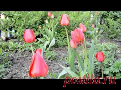 Футаж тюльпаны - YouTube