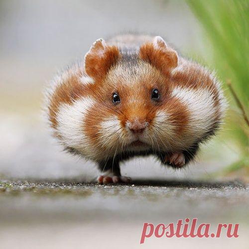 Миленькие премиленькие хомяки