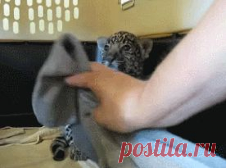 Приколы Фото Видео, Анекдоты и Смешные истории... – Сообщество – Google+