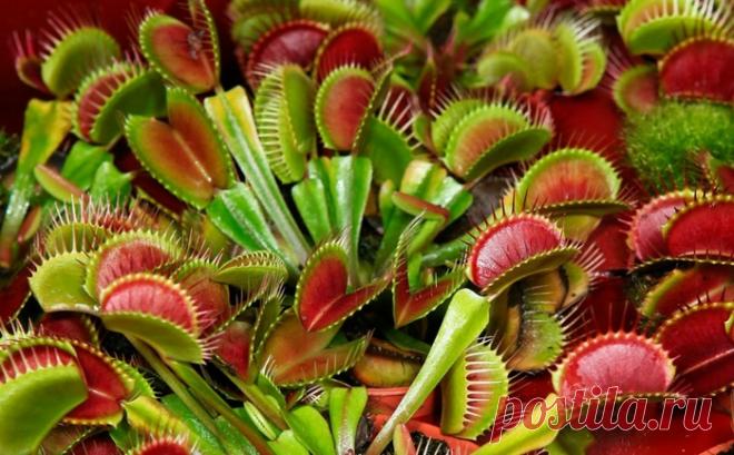 КАК ВЫРАСТИТЬ МУХОЛОВКУ?