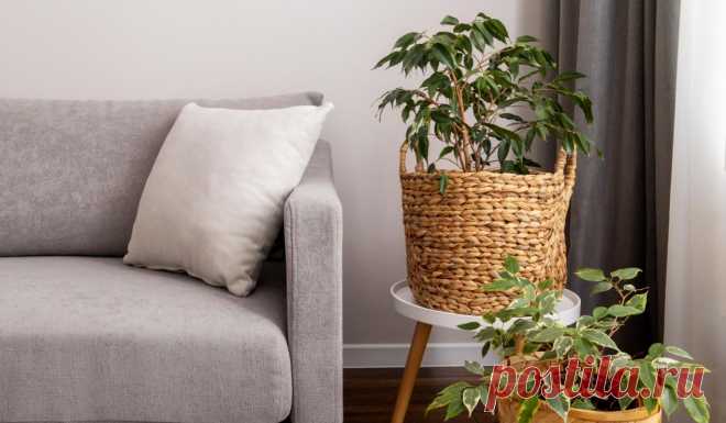 Комнатные растения, которые делают дом чище Некоторые комнатные растения не только украшают интерьер, но и улучшают микроклимат. Разбираем, какие помогают бороться с пылью и лишней влагой.Живые растения – это не только про уют и...