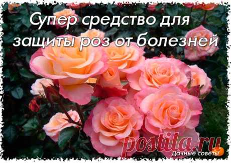 Супер средство для защиты роз от болезней!

Для защиты роз от от ржавчины, пятнистости и мучнистой росы хорошо помогает следующее средство.

Потребуется:
• 1 столовая ложка соды;
• 1 чайной ложки средства для мытья посуды;
• 1 столовая ложка растительного масла;
• 1 таблетка аспирина;
• 1 л воды вместе.

Растворите аспирин в небольшом количестве воды, добавьте остальные ингредиенты. Получившимся раствором опрыскивайте розы каждые 7-10 дней.
