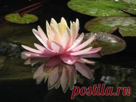 ВОДНЫЕ РАСТЕНИЯ - № 2 Пинк Грейпфрут / Pink Grapefruit