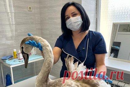 Жители Армавира спасли покалеченного лебедя. В Армавире спасли лебедя с поврежденным крылом. Покалеченную птицу у лодочной станции в парке «Городская Роща» нашли местные жители. Они тут же обратились за помощью. Лебедя забрали на лечение специалисты городского ветуправления. После того как птица окрепнет, ее отпустят в естественную среду обитания.