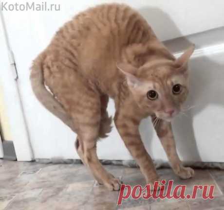 Я не трус, но я боюсь.....