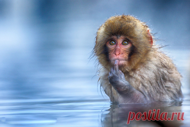 Фотографии Веселых Животных — Photoby.Ru