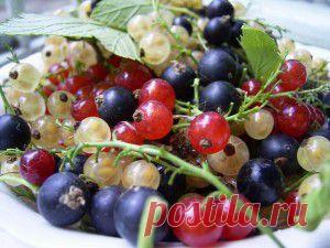 Cмородина и ее свойства-Смородина является настоящим кладом для тех, кто хочет получать полный набор витаминов не из аптечных препаратов, а из натуральных источников.
В нашем климате растут 3 вида смородины — красная, белая и черная. Самой полезной считается последняя.