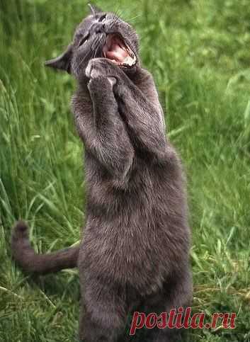 Osole,osole-mio (утренняя серенада для любимых).