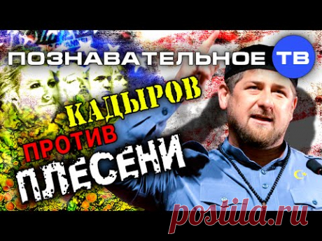 Кадыров против плесени (Познавательное ТВ, Артём Войтенков) - YouTube
