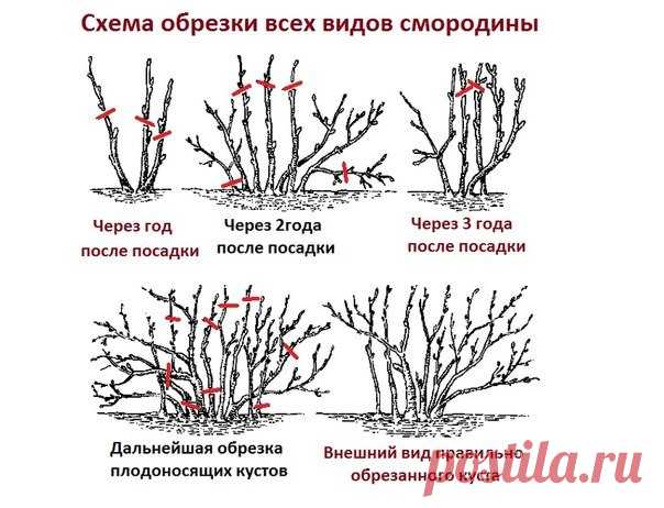 10 золотых правил обрезки смородины