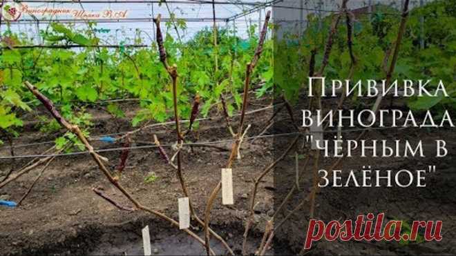 Прививка винограда 