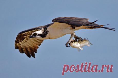 Удачливые рыболовы! Замечательные кадры птичьей рыбалки