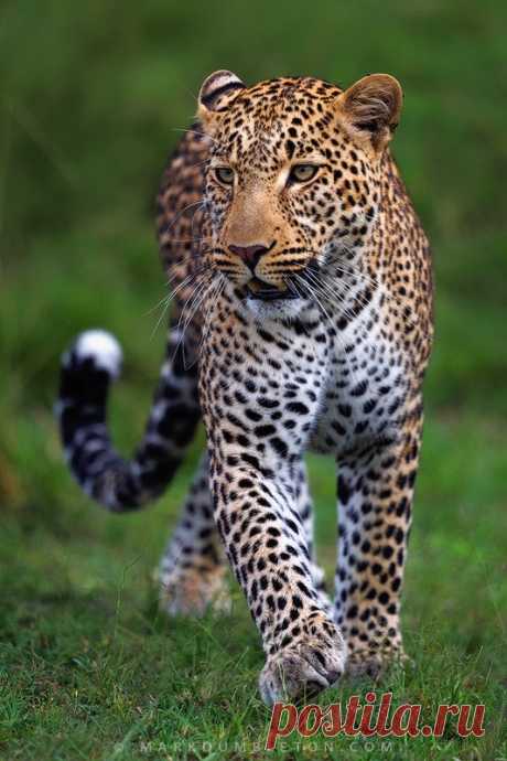 Legendary Scholar — wowtastic-nature: 💙 Mara Leopard on 500px by Mark...