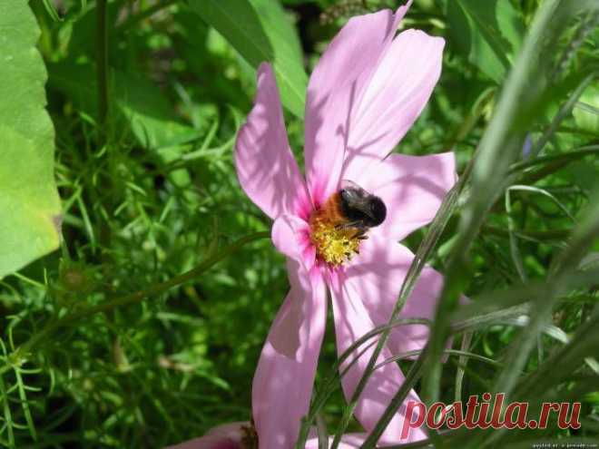 природа