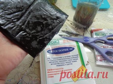 ФИТОСПОРИН. КАК ЕГО ПРАВИЛЬНО РАЗВЕСТИ? Ольга Чернова.