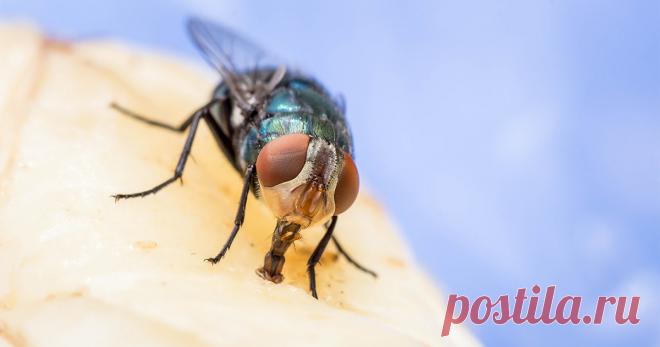 Мухам вход воспрещен — избавляемся от назойливых насекомых — Ботаничка