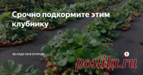 Срочно подкормите этим клубнику Здравствуйте садоводы и огородники .  Сегодня я вам хочу рассказать о  замечательной подкормке  клубники,  которую проводят весной. Это и защита от вредителей и болезней и подкормка. И она вам обеспечит отличный урожай.
Растения получат все микро и макро элементы .
Для начала убираем все больные на вид и сухие листья. Прошлогодние больные листья- это рассадник  болезней.
Под каждый кустик вносим к