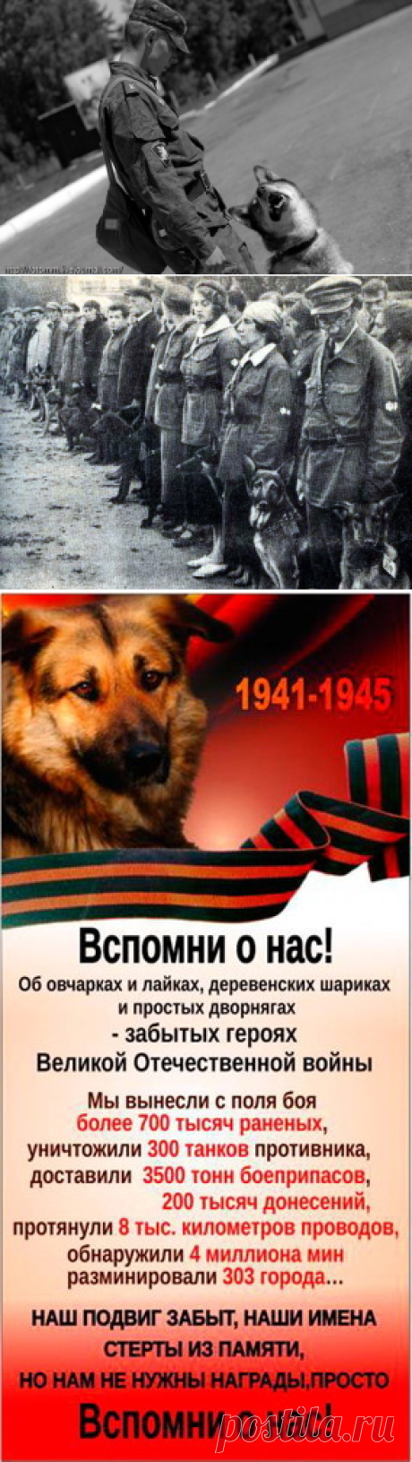 Собаки на войне – Блог. Run, пользователь Марина Николаева | Группы Мой Мир