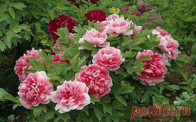 КИТАЙСКИЕ ПИОНЫ