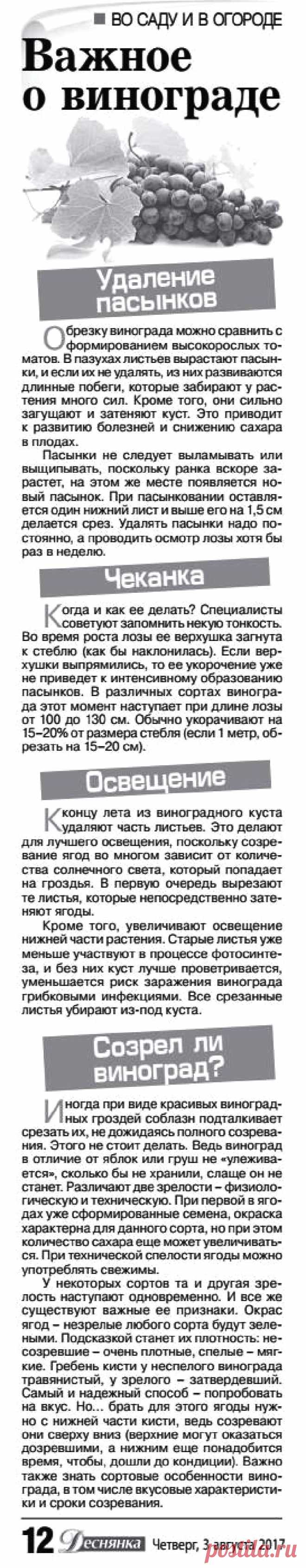 Важное о винограде