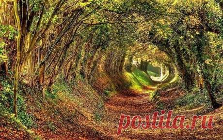 Мой путь — это не ваш путь, потому я не могу вас учить. Путь внутри нас, путь, и истина, и жизнь.
Горе тем, кто живет примерами! Нет жизни в них. Если вы живете в соответствии с примерами, вы живете жизнью этого примера, но кто будет жить вашу жизнь, как не вы сами? Так живите сами.